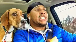 MEN owning a dog is a reason you choose to remain single