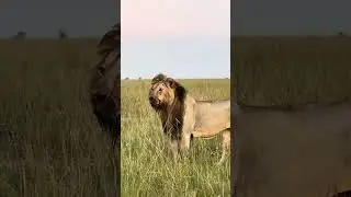 🎬BIG LION  #lion #animalstory #motivation #wildlife #lionking #animals #facts #lioncubstory #quotes