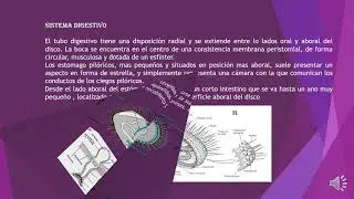 Equinodermo