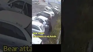 Bear charges at man and attacks car in Russia