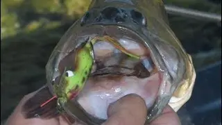 California Frog Frenzy Bass