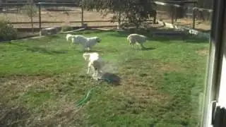 Talini Golden Retrievers having fun in the sun ~ Cali, Cody, Jenna and Pebbles