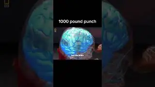 Force of 1,000 pound punch