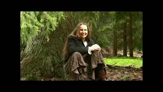 Wald   Pilze