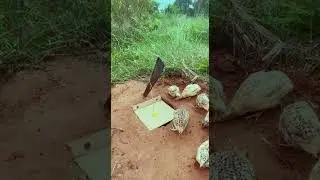 Best bird trap using old stuff - quail trap #shorts #shortvideo