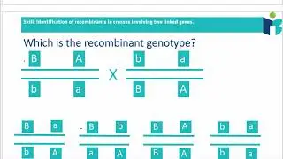 Linked Genes - IB Biology Revision Notes