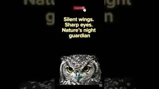 The Owl &ndash; Nature&rsquo;s Silent Hunter 🦉 | Night Vision Like No Other #darkowl #powerfulowl #snowowl