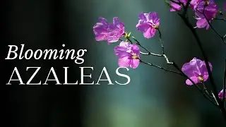 TIME LAPSE Azalea Flower Blooming