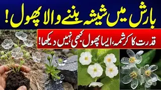 The Magical Transformation of the Skeleton Flower - Nature&rsquo;s Miracle! - 24 News HD