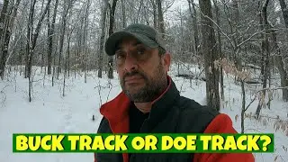 BUCK TRACK OR DOE TRACK? ......HOW TO TELL