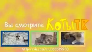 Сборник заставок Коты ТВ(27 марта/2 апреля 2015-н.в)