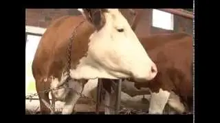 Farma krava i proizvodnja mleka u selu Belosavci   U nasem ataru 544
