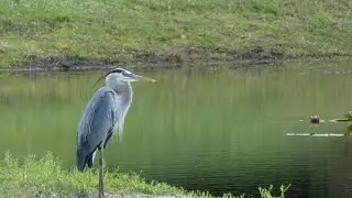 Great blue heron, hooded mergansers, and watching for cranes