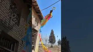 A flying dog in real life?! You won't believe how high this dog jumps!#ep80
