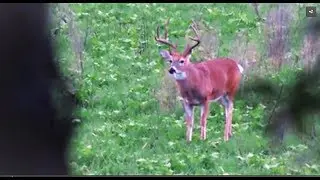 Deer Hunting Q & A: Why does this buck have an orange forehead?