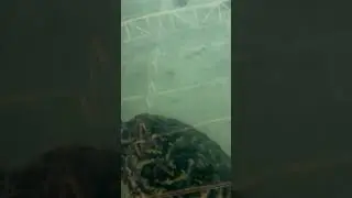 Turtle walk