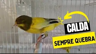 PENAS quebradiça, COMO RESOLVER? #mudadepenas, #canariobelga