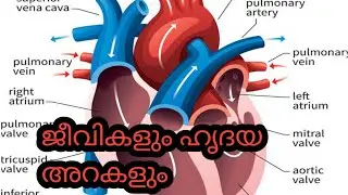 ജീവികളും ഹൃദയ അറകളും#pscldcmains#degreeorelims#pscexam2021#pscsureshort#pscmarathon#