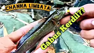 Serunya Mancing Channa Limbata dengan Tehnik Casting #channalimbata