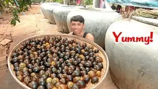 Yummy! Skill Cook Snails in forest  | Collect Snail Cooking For Food Eating delicious