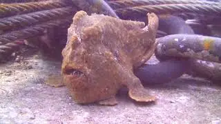 Anglerfish#shorts#DeepSea#Bioluminescence#OceanExploration#FishSpecies#UnderwaterDiscovery
