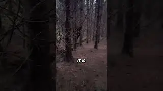 &laquo;Спрятавшееся за&raquo; существо, пойманное на камеру (@getlostwebsite) #шорты