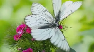 Archangel Ariel Meditation - 6/8 Meditations - 28mins and 36secs.