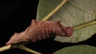 Behavioral Sabotage of Plant Defenses by Insect Folivores: Supplemental Video 3
