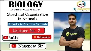 Class 11 | Structural Organization in Animals | Reproductive System in Cockroach | L-7