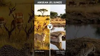 &ldquo;Why African Cheetahs Struggled in India?#education #youtubeshorts #ecology #nature #cheetah #cbse