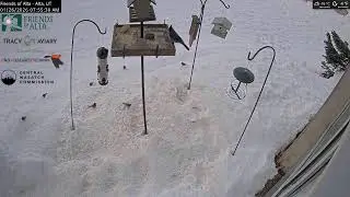 2026-01-25 - Night - Friends of Alta - Alta, UT - Live Stream Bird Feeder Cam