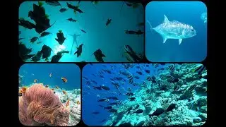 HOME REEF OF SAFARI ISLANDS  MALDIVES - 2018.
