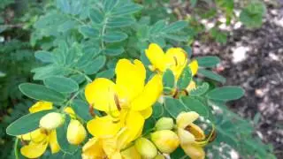 Cassia bicapsularis - Senna bicapsularis - Yellow Candlewood - Rambling Senna HD 03