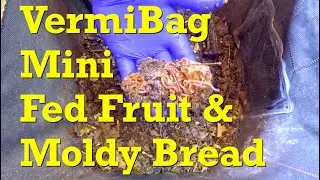 Fruit & moldy bread for red wigglers in 130-day VermiBag Mini - vermicomposting