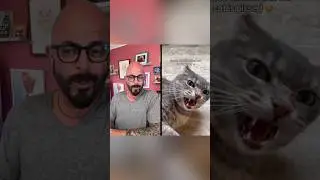 Introducing a new cat or kitten? Check out my videos! #cats #introduction