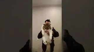 Обзор уже на канале #cat #котики #милыеживотные #красиваякошка #нёрф #nerf #shotgun #дробовики #киса