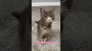 Cat says yes to treats! #cat #cute #kitten #funny