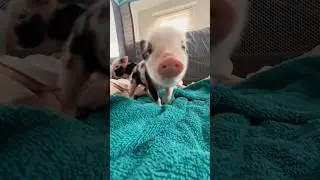 Funny pig 🐖 #funny #funnyanimls #funnyshorts #pets #aniamls #cute #fyp