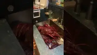 Lobster Video