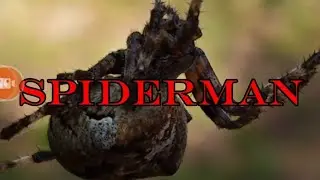 Hunting Techniques of Forest Spiders #spider #spiderman 