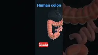 Human Colon#viral Urdu/Hindi#3d Colon polypectomy#poop in Colon # #viral  #anatomy #youtubshorts #