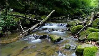 Soft Flowing Forest Creek Sounds 🌿 Peaceful Nature for Sleep & Relaxation
