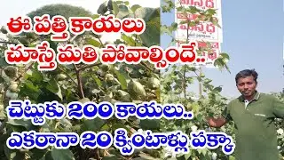 ఈ ప‌త్తి కాయ‌లు చూస్తే మ‌తి పోవాల్సిందే.. I manmadha cottonI