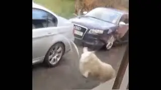 happy sheep 🙉jumping around animals 🙈