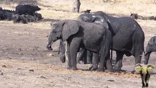 A Very Sad Elephant Story | Short Trunk Elephant Cow