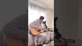 Hercules - Can You Feel The Love Tonight? - Border Collie