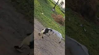ALL INDIA TRIP DAY 7 - GOAT FIGHT #trending #travel #love #snakehead #fighting