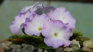 Primula Auricula & Marginata Spring Care & How to Remove Dead Leaves