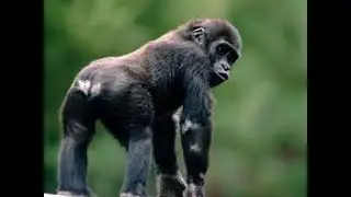 TOP 420 ANIMALS