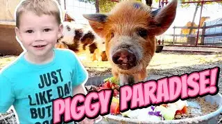 The Junod's Ultimate Kunekune Piggy Paradise: Transforming the Barnyard for Safety